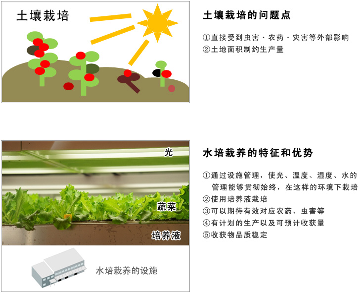 在中國設(shè)立水培植物工廠(蔬菜工廠)相關(guān)事項綜合咨詢服務(wù)介紹